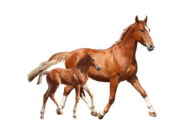 Cute chestnut foal and his mother trotting on white background Cute chestnut foal and his mother trotting isolated on white background foal stock pictures, royalty-free photos & images