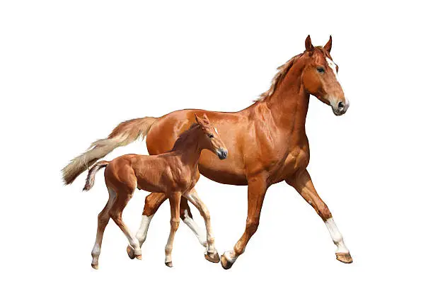 Cute chestnut foal and his mother trotting isolated on white background