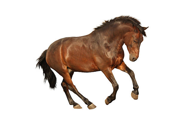 istock Brown horse galloping isolated on white 529745615