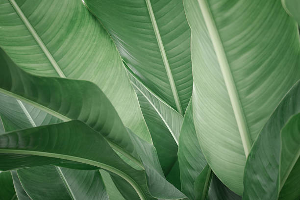 istock leaf of banana 529745931