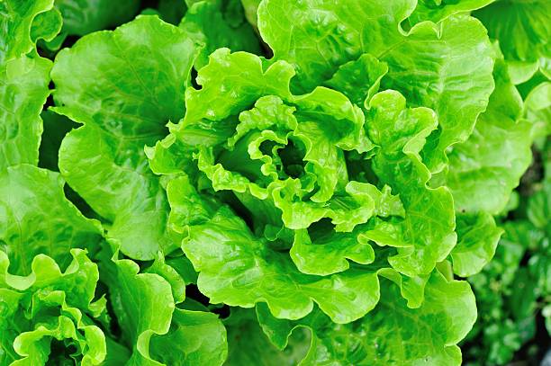 istock lettuce plants in garden 529746369