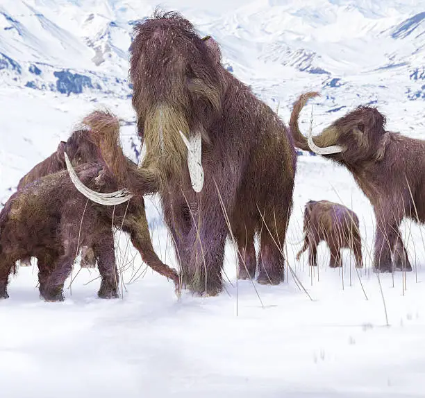 Photo of Woolly Mammoth Family