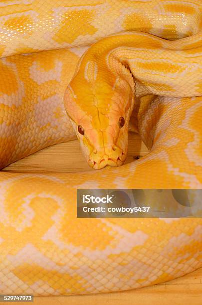 Albino Burmese Python Stock Photo - Download Image Now - Albino, Animal, Animal Scale