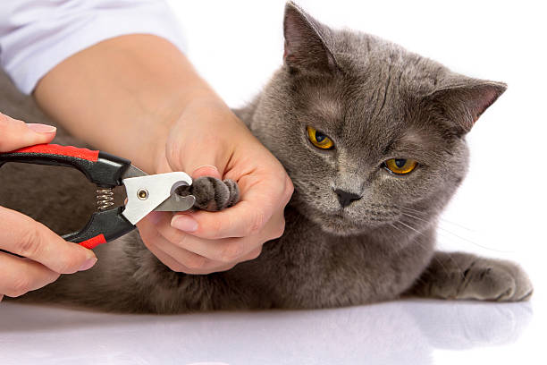 istock doctor and a British cat on white background 529748063
