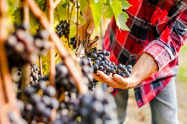 la vendemmia - vendemmia foto e immagini stock