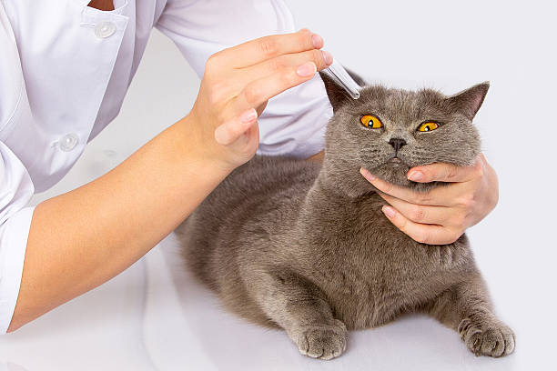 istock doctor and a British cat on white background 529748923