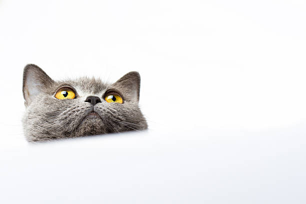 istock British shorthair cat on a white background 529749775