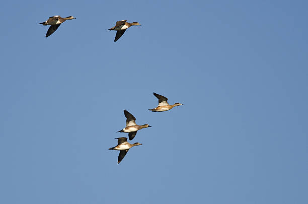 플락 미국 wigeons 날아가는 파란 하늘 - american wigeon 뉴스 사진 이미지