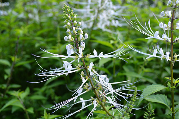 Cat's whiskers flower Orthosiphon aristatus, Family Lamiceae, Central of Thailand orthosiphon aristatus stock pictures, royalty-free photos & images