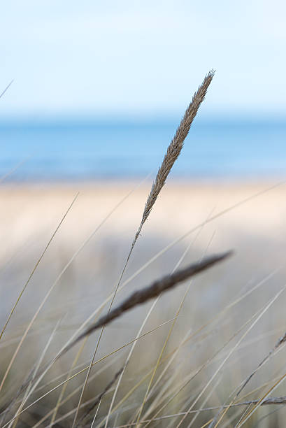 istock beautiful dry grass and bent background 529769311