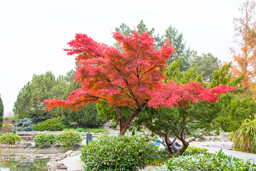 Japanese garden with red maple on the Margaret island in Budapest