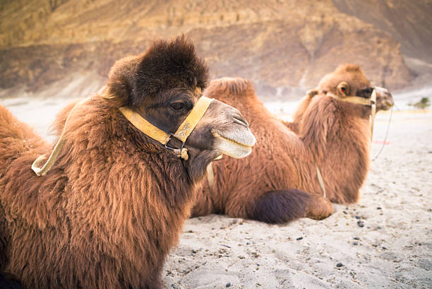 istock Camel is waiting for tourists in Nubra Valley, Leh. 529769635