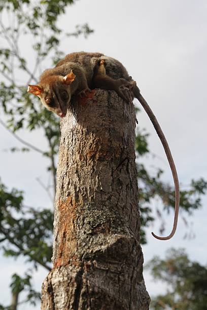 istock Kinkajou in the wild (Venezuela) 529770363
