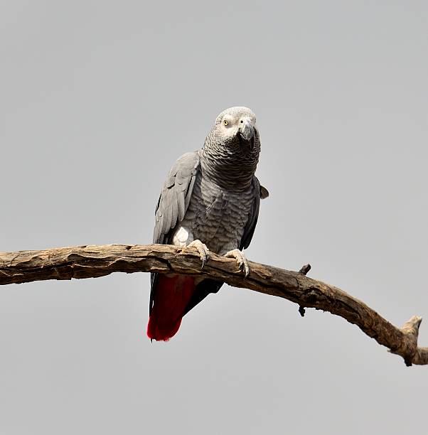 istock Great african grey parrot perched on dry branch 529771547