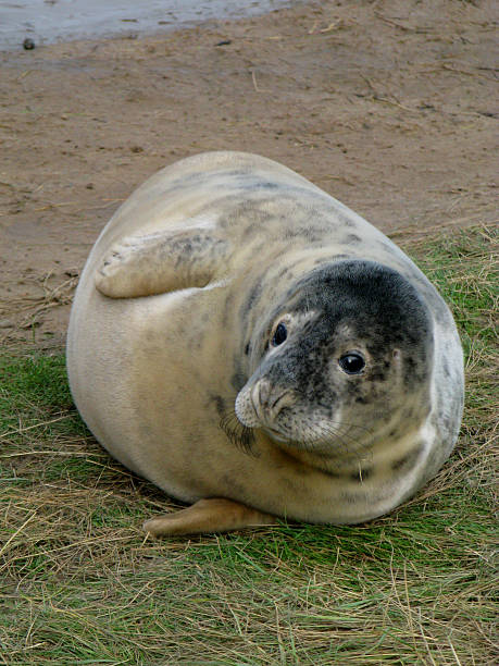 Grey Seal pup stock photo