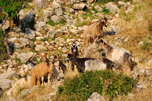 Flock of goats in the mountain on warm sunset light