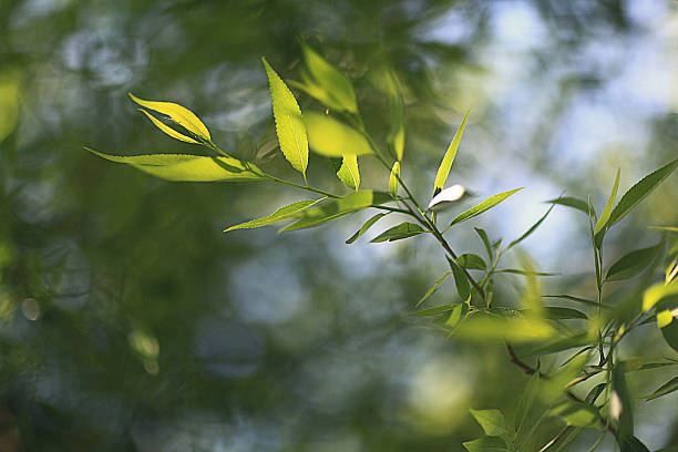 緑の葉のバックグラウンド枝が若い - leaf beech leaf green branch ストックフォトと画像