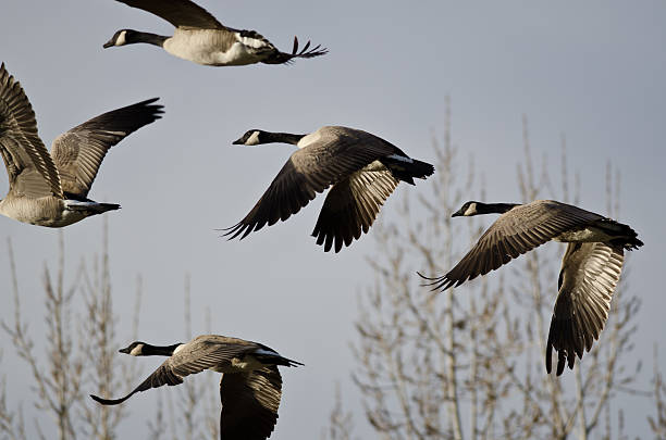 istock Canada Geese Flying Across the Autumn Woods 529772919