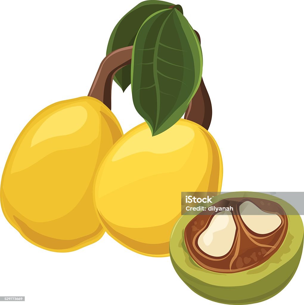 Marula Tree Vector Marula Tree Fruits Nut Vector Illustration Stock Illustration ...