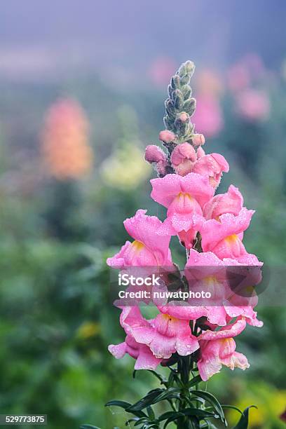 Antirrhinum Majus Flower Stock Photo - Download Image Now - Botany, Flower, Flower Head