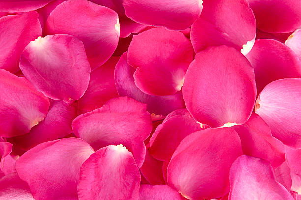 istock background of rose petals 529773911