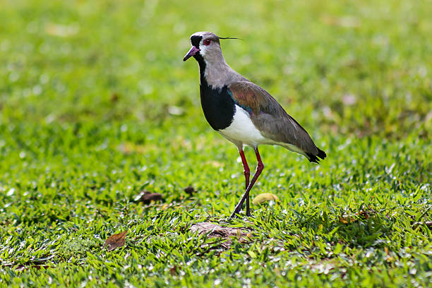 Southern Lapwing Standing in Green Grass Floor on Sunny Morning A DSLR photo of a adult southern lapwing walking in green grass floor on a sunny morning in Teresópolis, Rio de Janeiro, Brazil. The bird is backlit by  a soft sun light filtered by some clouds and the telephoto shot keeps everything out of the  frame but the lapwing. charadriiformes stock pictures, royalty-free photos & images