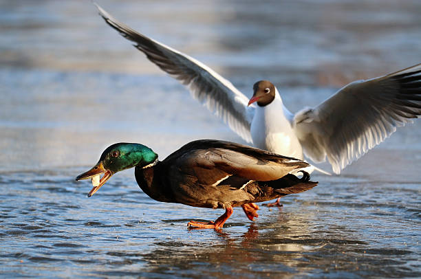 istock duck on the ice in winter 529774363