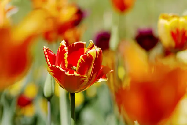 Beautiful tulips, spring