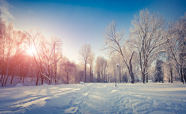 istock Snow-covered trees in the city park. 529783973