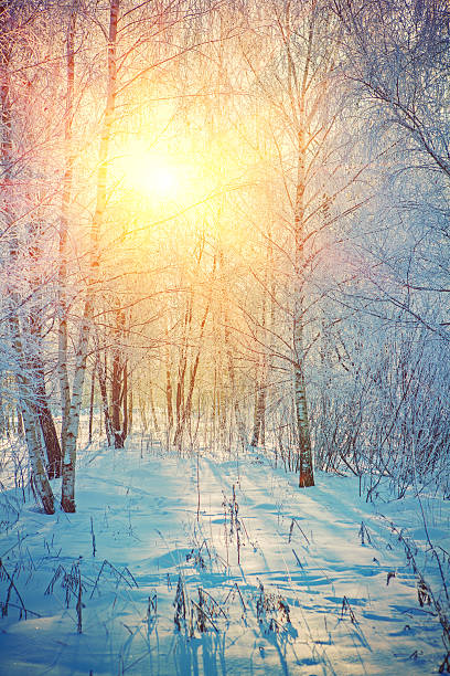 istock sunrise in winter birch forest instagram stile 529784049