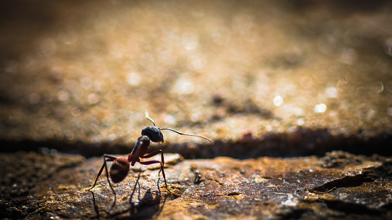 One moment of an ant's life