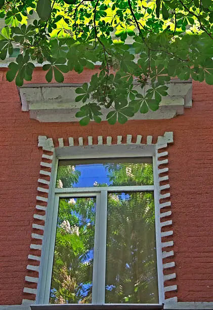 Blooming chestnut reflected in the window of the old house