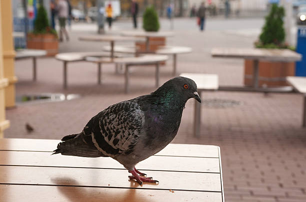 istock Blue pigeon sits on cafe table in anticipation handouts 529785631