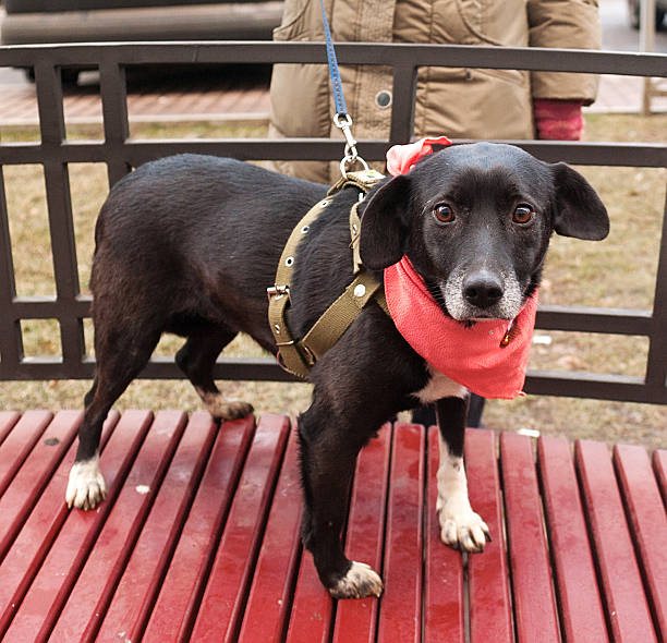 istock Little old black and white dog in pink cravat 529786045