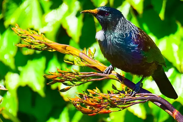Tui on a flowering New Zealand flax bush in bright sunlight with a dappled green leafy background. Side view, golden orange pollen on beak, with a beady eye looking directly at the viewer and a distinctive white neck tuft of feathers. Iridescent blacks, greens, blues and copper-browns in the feathers.