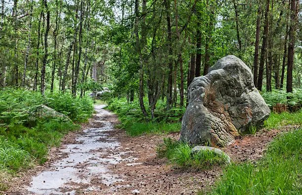 Specific rock near a footpath in the Forest of Fontainebleau in central France.