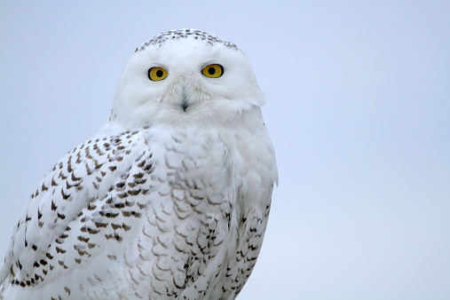 Up close and personal with a snowy owl... and room for text!