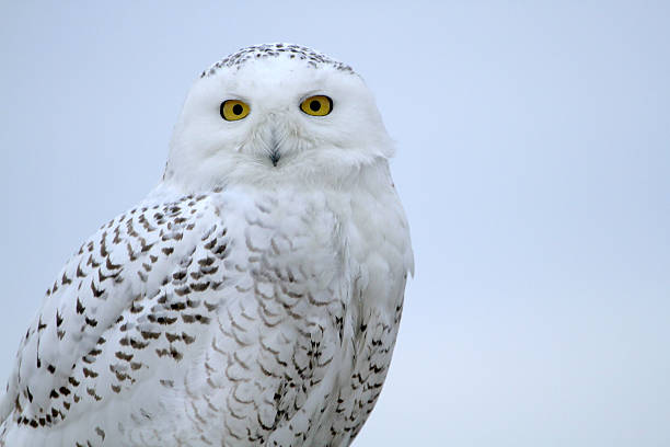 Snowy Owl Bust stock photo