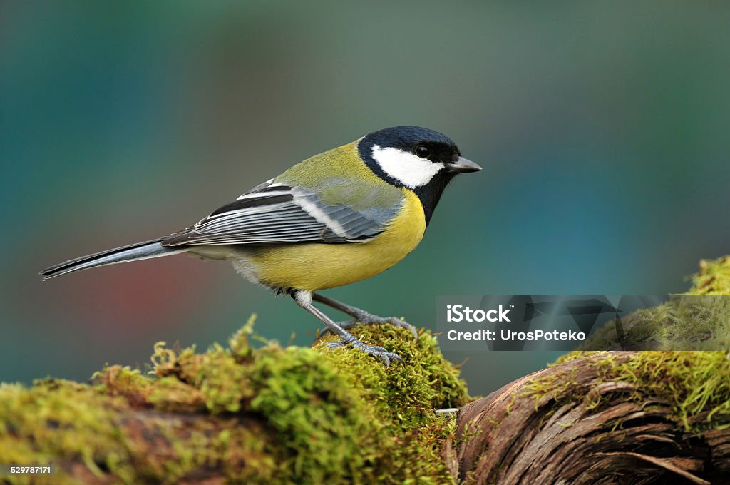 Great tit on a stump Photo of great tit standing on a moss covered stump Animal Stock Photo