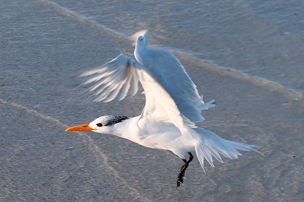 Flying Bird at the Beach stock photo
