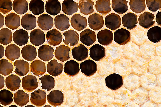 istock honeycomb with sweet honey 529787265