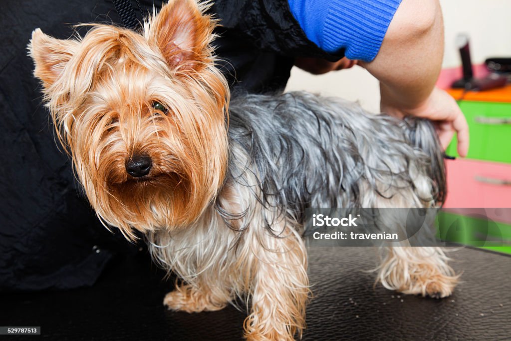 Dog grooming Adult Stock Photo