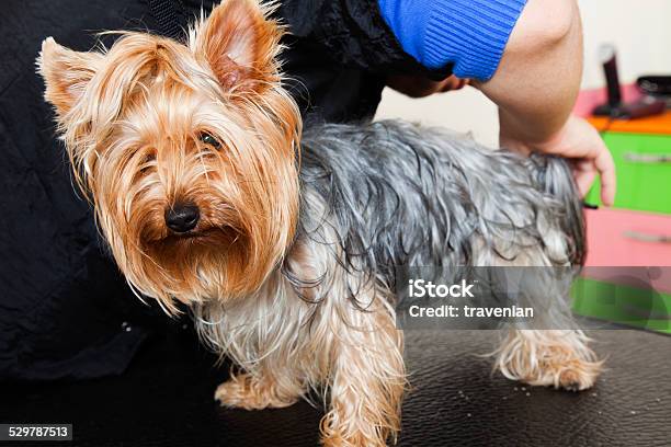 Dog Grooming Stock Photo - Download Image Now - Adult, Animal, Animal Groomer