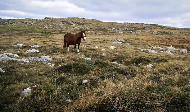 istock Horses, Guadamia, Asturia and Cantabria, Spain 529787635