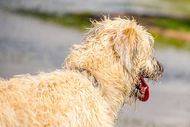 istock Dogs playing in a wet park 529788843