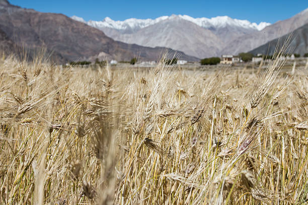 Beautiful golden cereals field, mountain snow background.