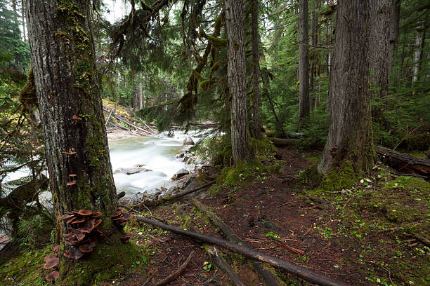 istock Monashee Provincial Park British Columbia Beautiful Fast Flowing River 529789521