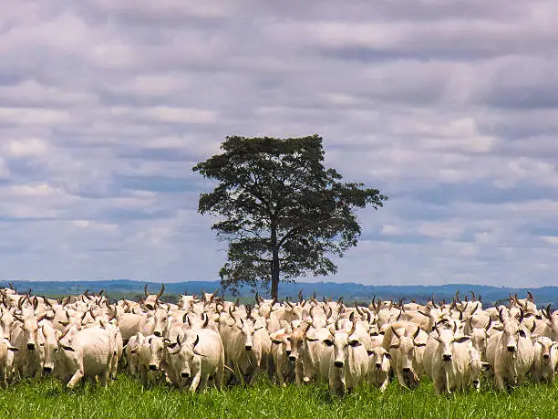 A group of Nelore cattle being herd through a field in a cattle farm in Brazil