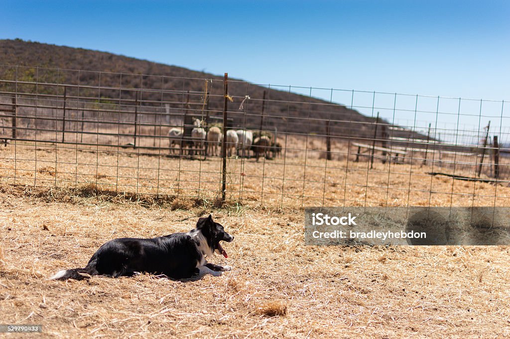 Sheepdog watches a herd of goats behind a fence A border collie watches his herd of goats through a fence on a farm. The farm is located in El Capitan, near Santa Barbara, CA. Agriculture Stock Photo