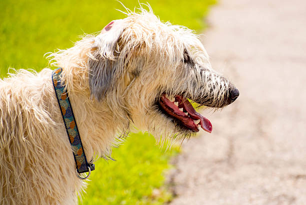 istock Dogs playing in a wet park 529790977